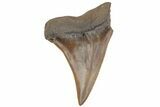 Fossil Broad-Toothed Mako Tooth - South Carolina #214597-1